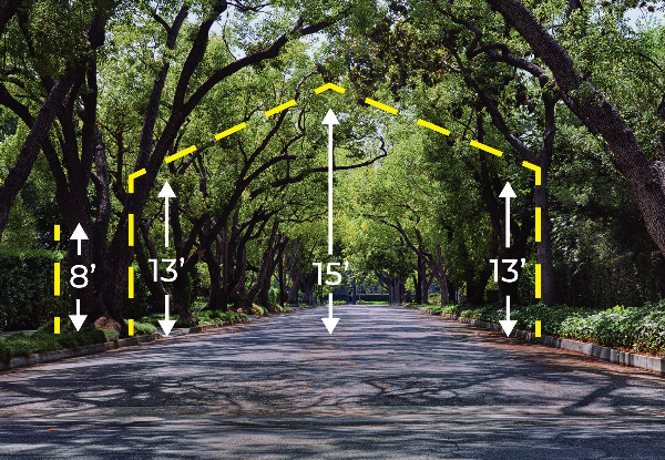 Tree Graphics Parks and Rec