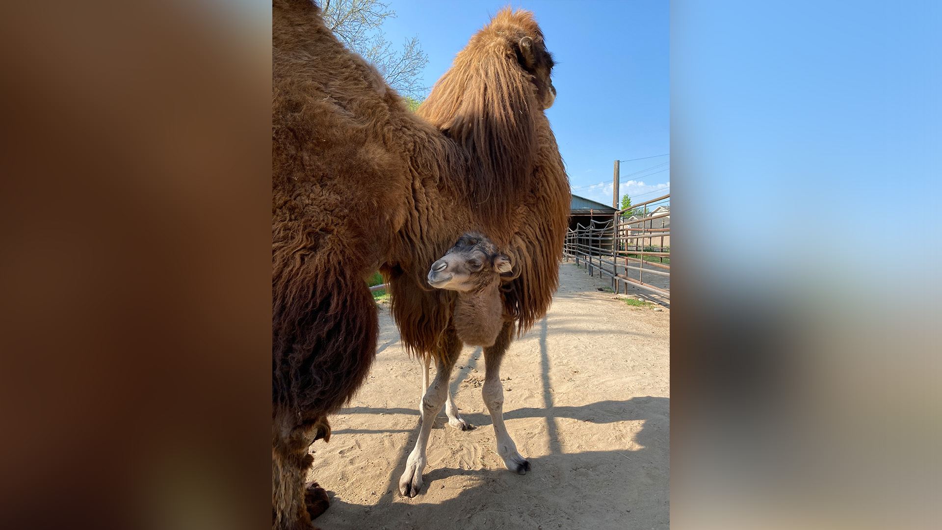 New Camel at the Zoo