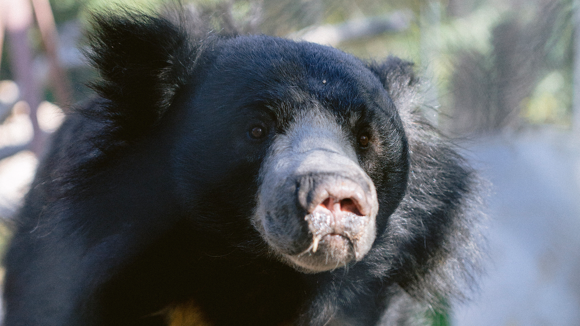 Sloth Bear