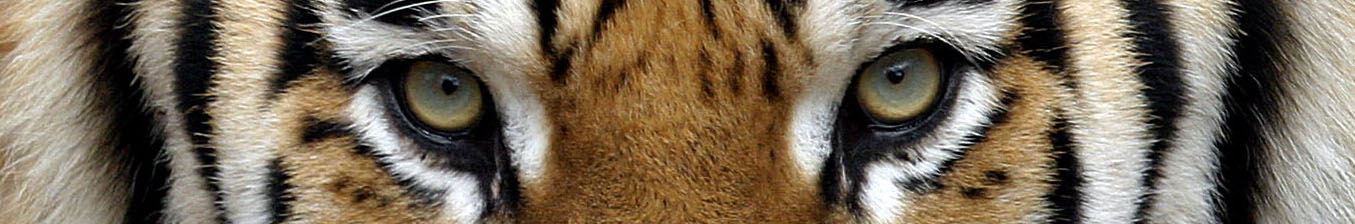 Tiger Eyes Cropped L Milam - 2003