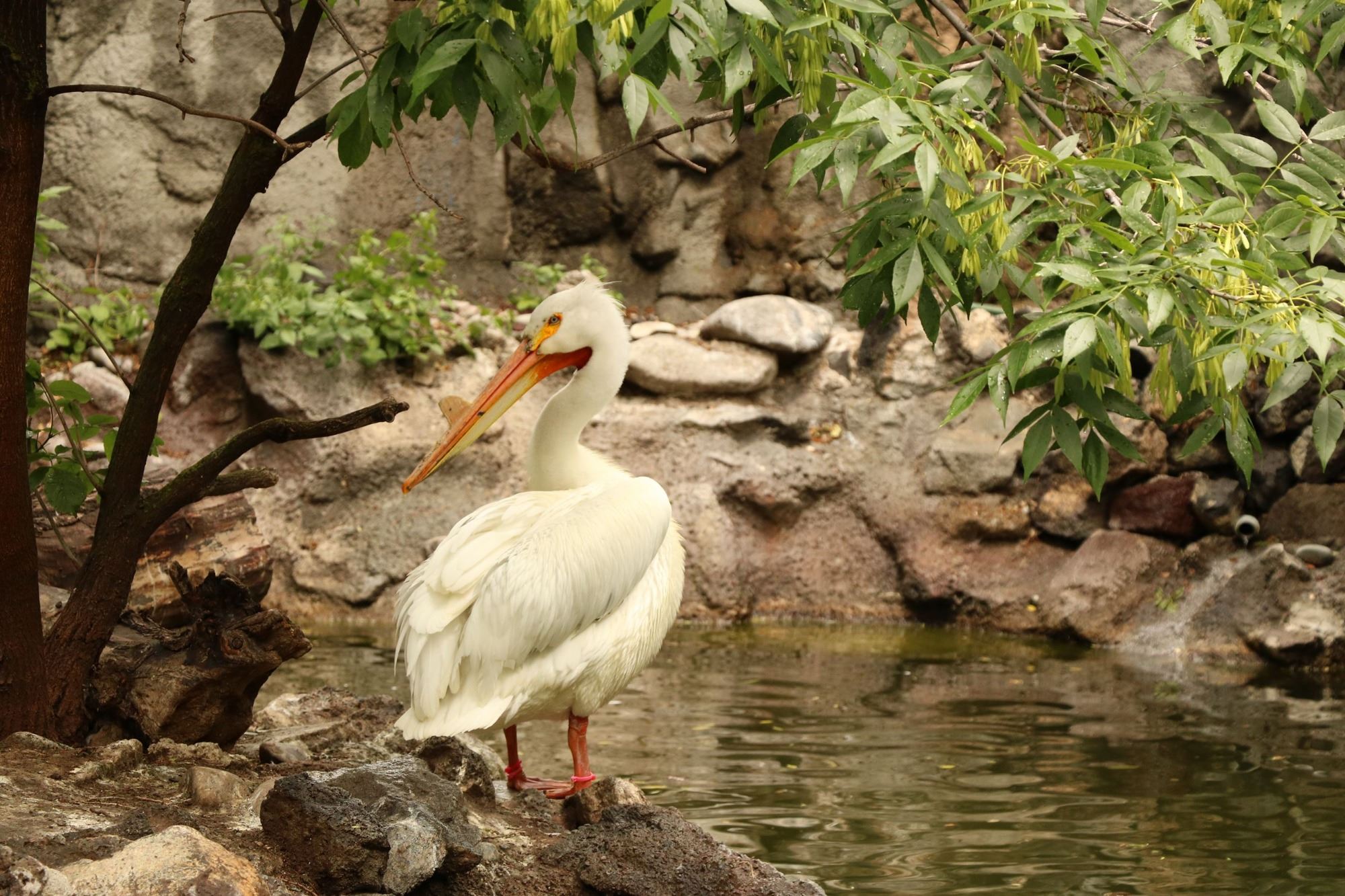 Pelican